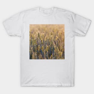 Common Wheat T-Shirt